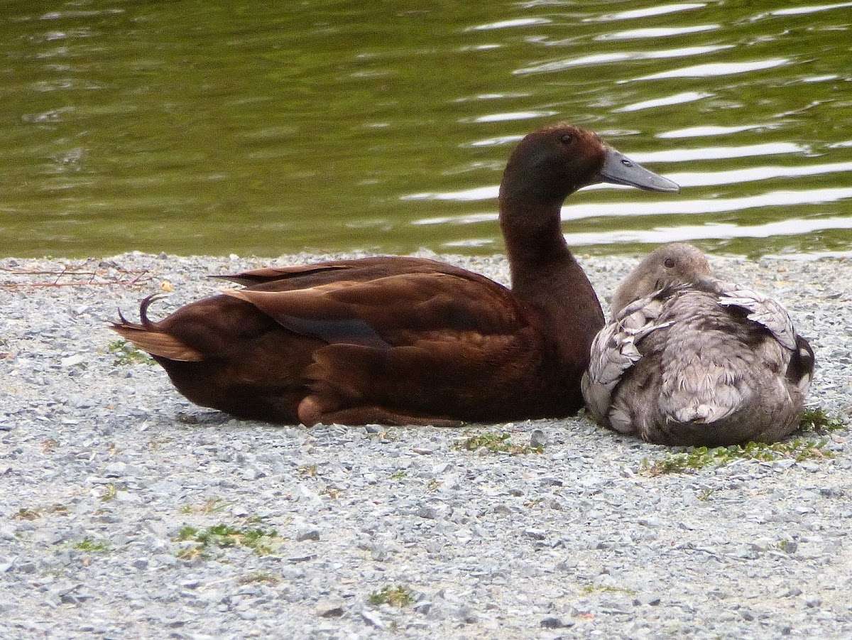 Indian runner duck