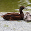 Indian runner duck