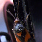 Mirid Bug