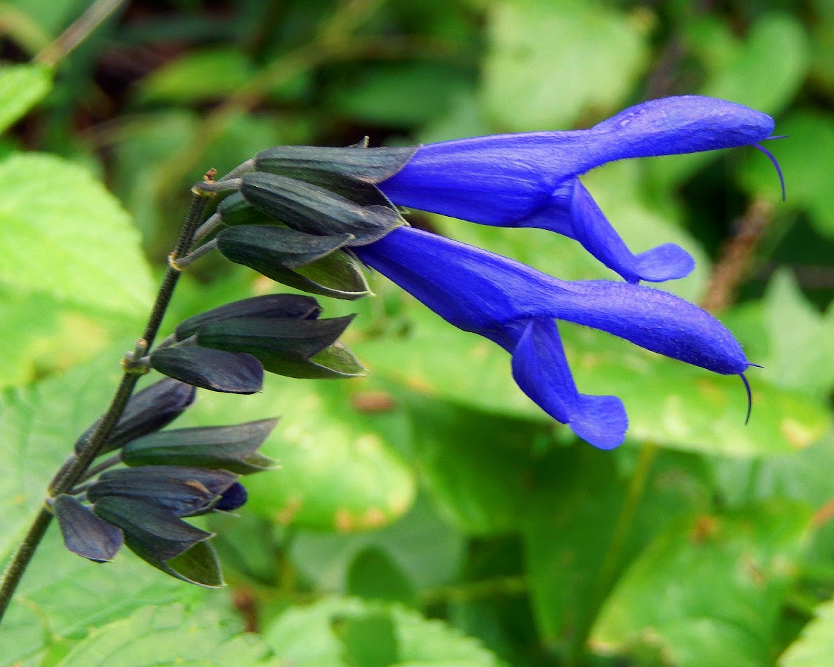 Hummingbird Sage