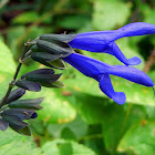 Hummingbird Sage