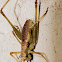 Cricket nymph