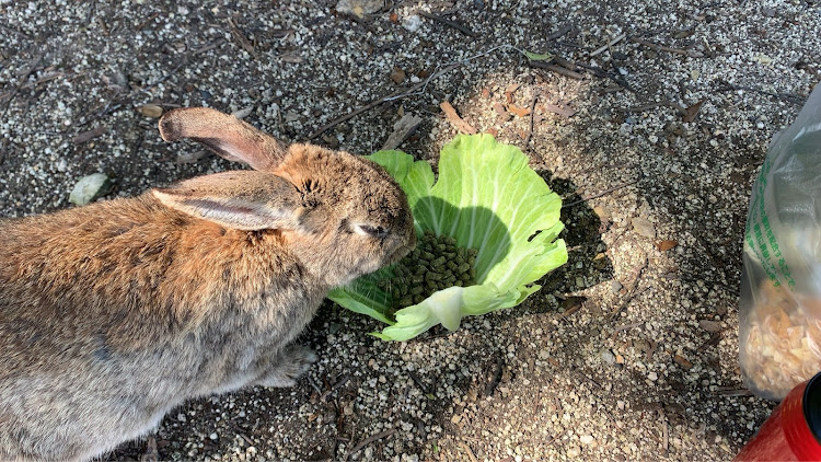 の投稿画像2枚目