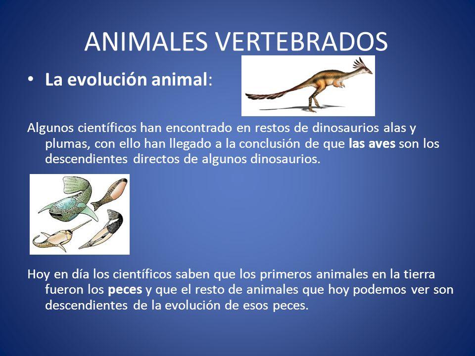 ANIMALES VERTEBRADOS La evolución animal: - ppt video online descargar