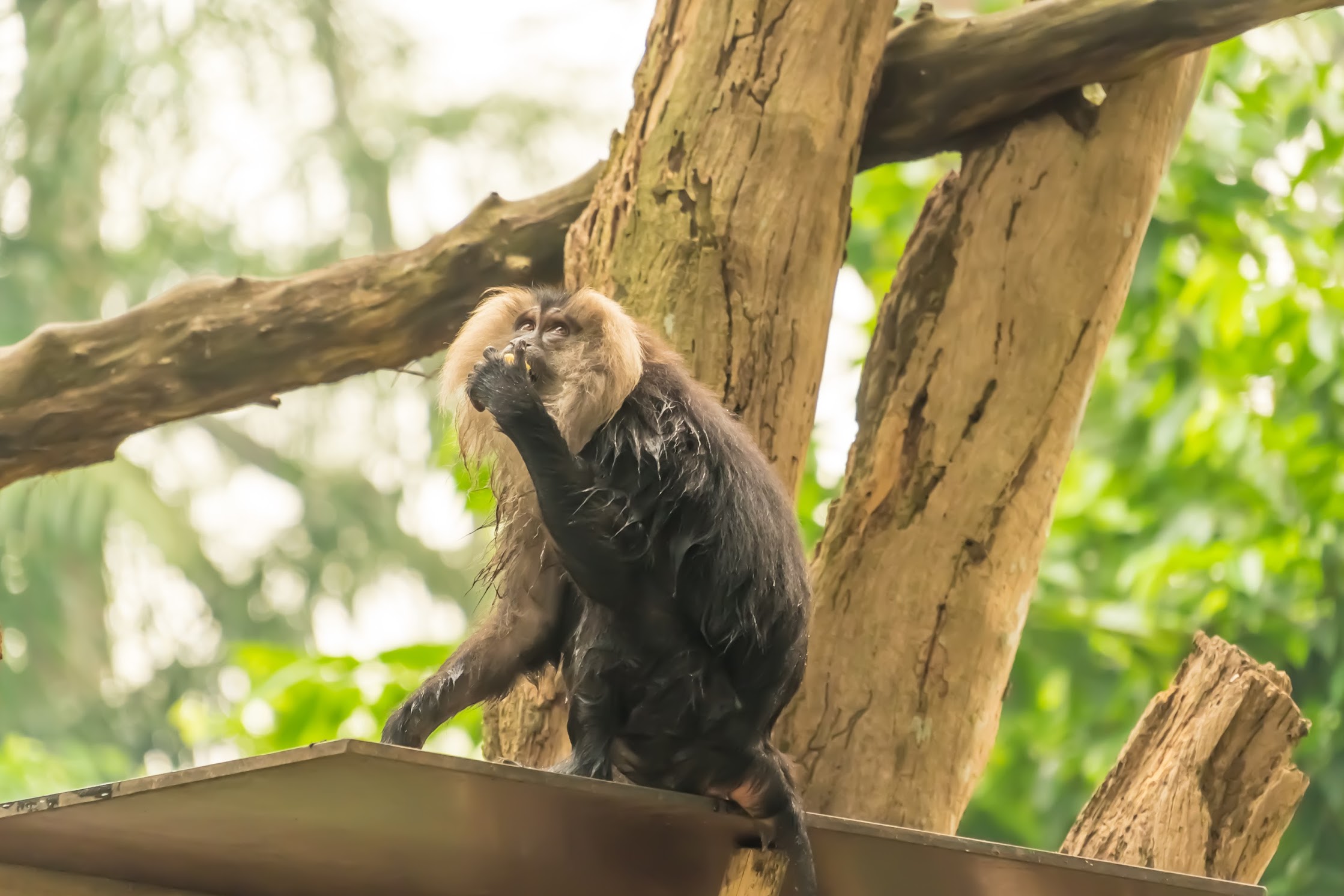 シンガポール動物園 シシオザル2