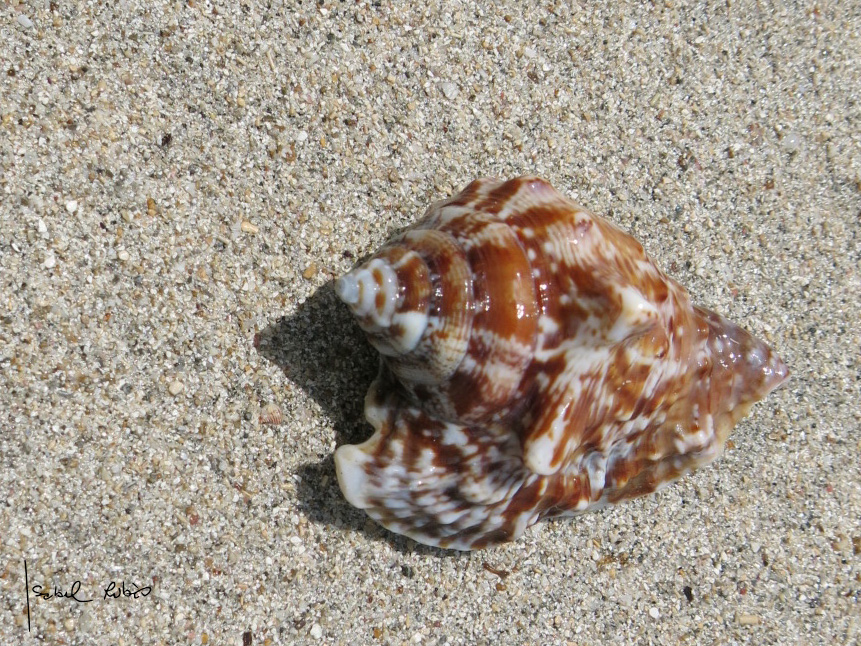 Concha caracola marina