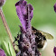 Buff-tailed Bumble Bee