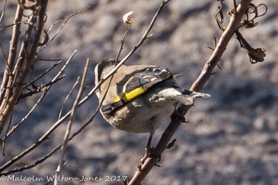 Greenfinch; Verderón