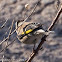 Greenfinch; Verderón