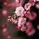 Sakura Live Wallpaper icon