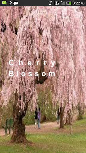 Cherry-Blossom