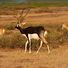 Blackbuck