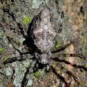 Spider juvenile