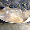 Southern Fiddler Ray