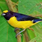 Fim-fim(Purple-throated Euphonia)