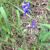 Upland Larkspur