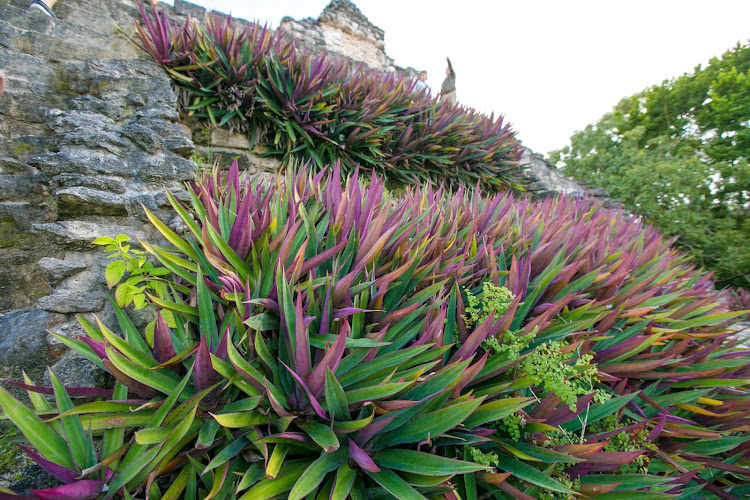 Boat lilies line the front of a pyramid at the Mayan ruins of Dzibanche in Mexico's Costa Maya region. 