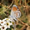 Western Pygmy Blue