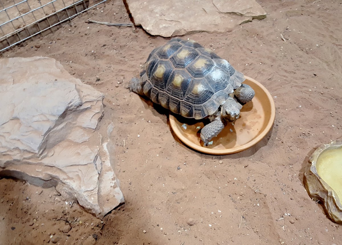 Desert Tortoise