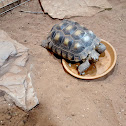 Desert Tortoise