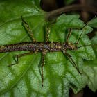 Acanthoclonia Phasmid