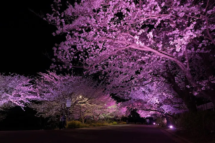 「夜桜の舞🌑🌸」のメインビジュアル