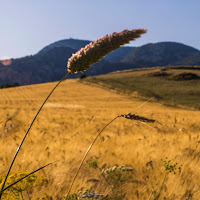 Wheat and Sky di 