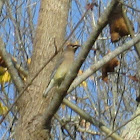 Cedar Waxwing