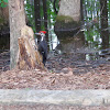 Pileated Woodpecker