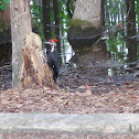 Pileated Woodpecker