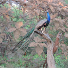 Indian peafowl