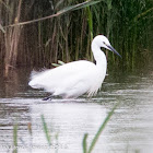 Little Egret