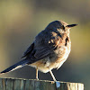 Sage Thrasher