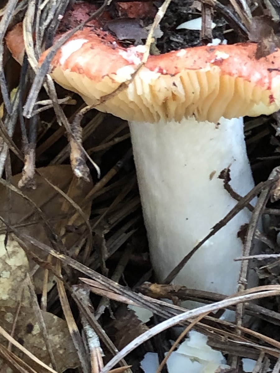 Mushroom