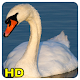 Download swan Wallpapers For PC Windows and Mac 1.0