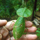 Hooded Mantis