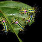 Stinging Nettle Slug Caterpillar