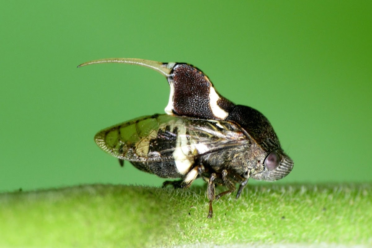 Plant Hopper