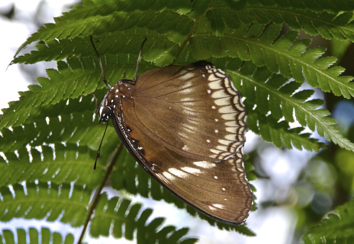 Common Eggfly, Female