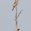 Zitting Cisticola; Buitrón