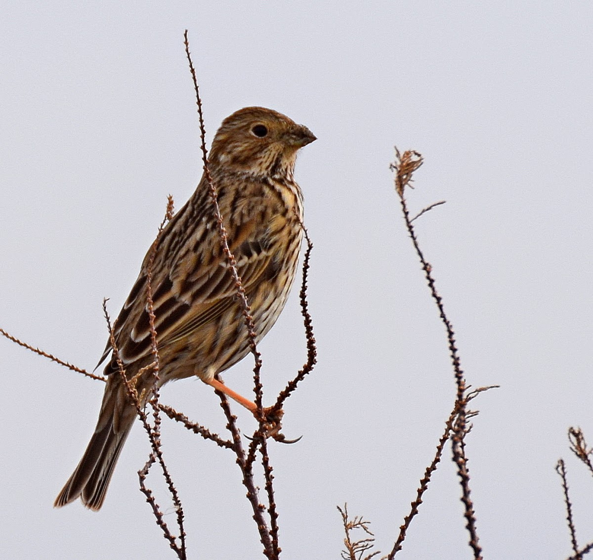 Corn Bunting