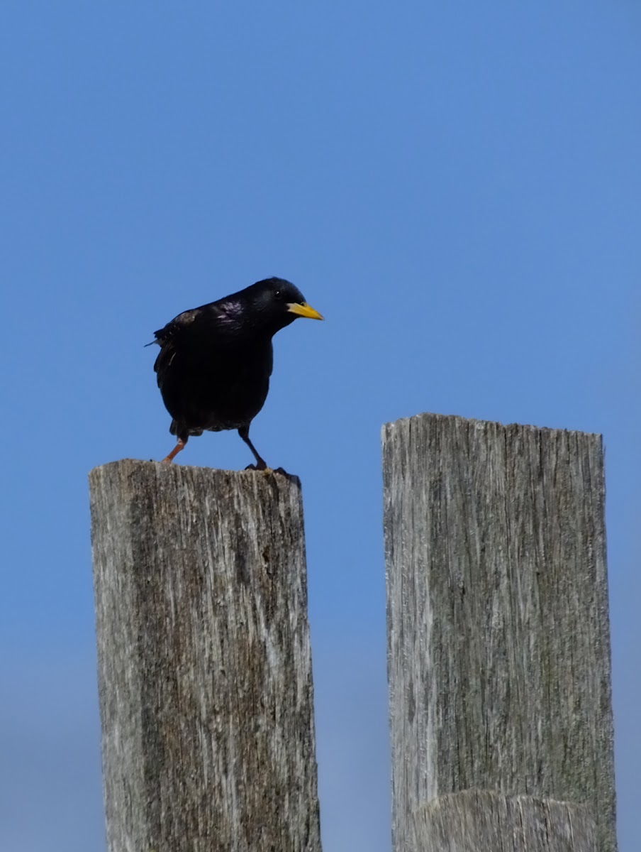 european starling