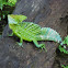 Plumed Basilisk lizard