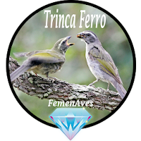 Canto Fêmea de Trinca Ferro