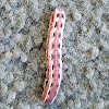 Army worm moth caterpillar