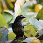 Red-winged Blackbird (Female)