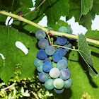 Common grape vine