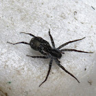 Wolf Spider