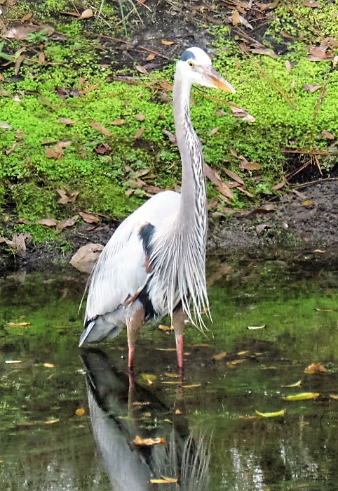 Great Blue Heron