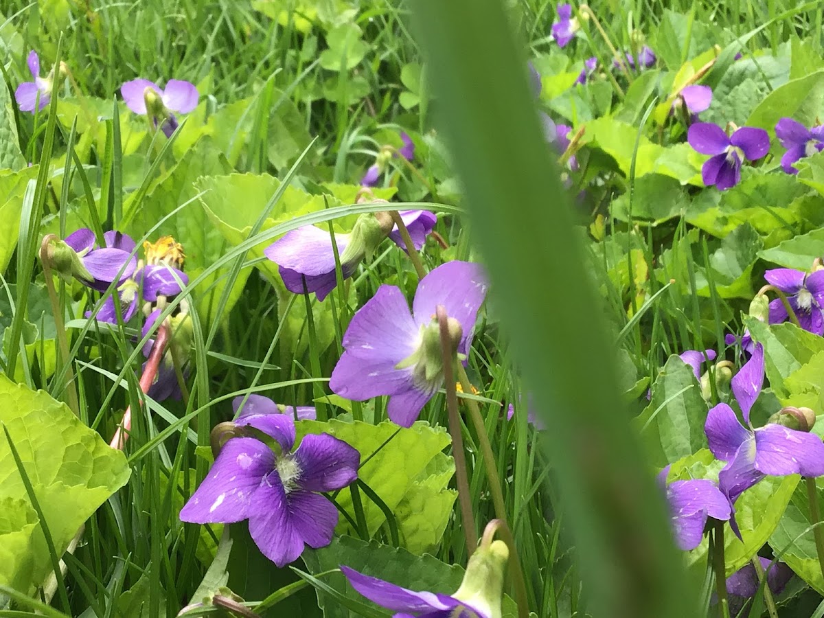 Violets and squirrel